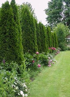 tree fence